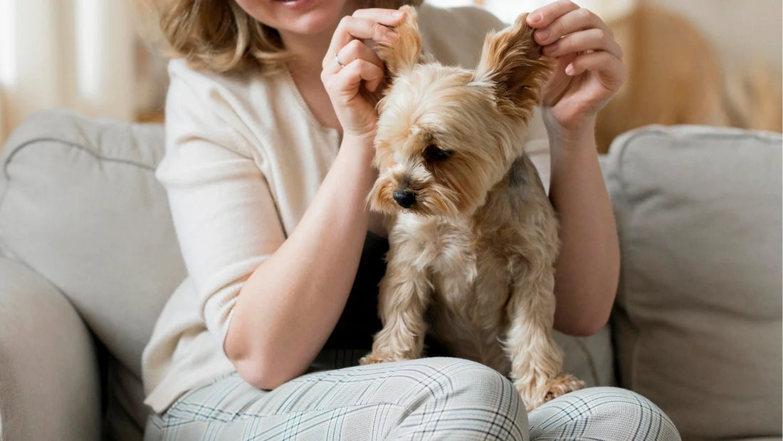 Comment nettoyer les oreilles de son chien ? Gestes doux et signes d’alerte