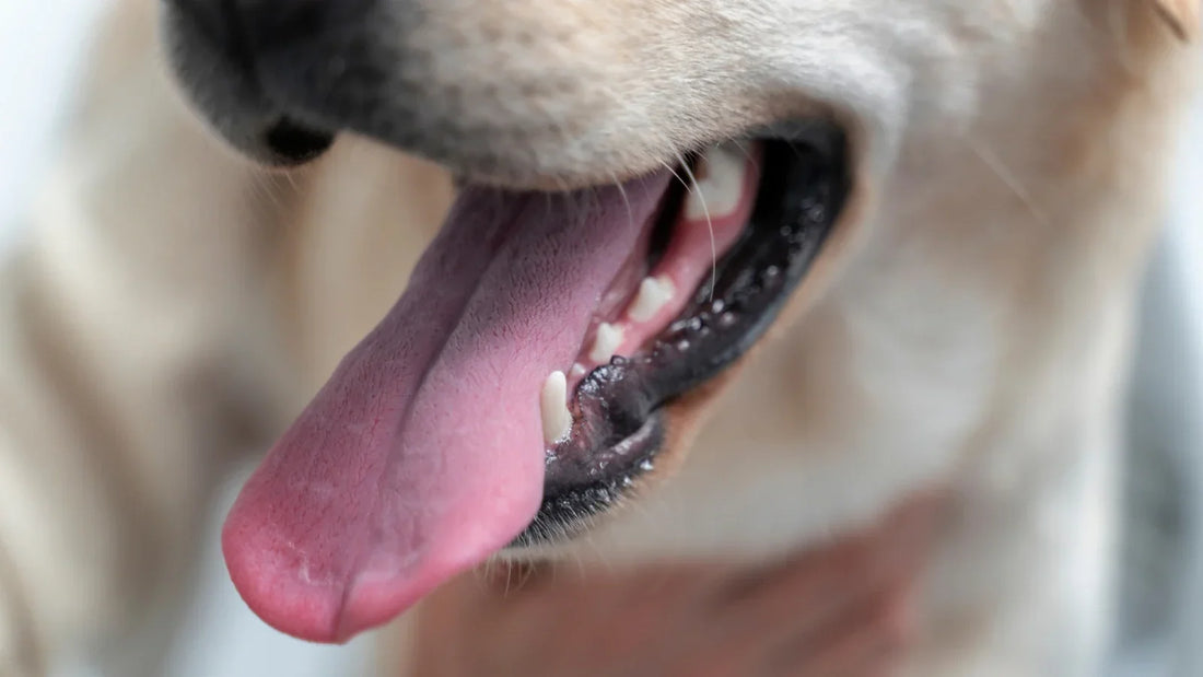 Chien avec une mauvaise haleine