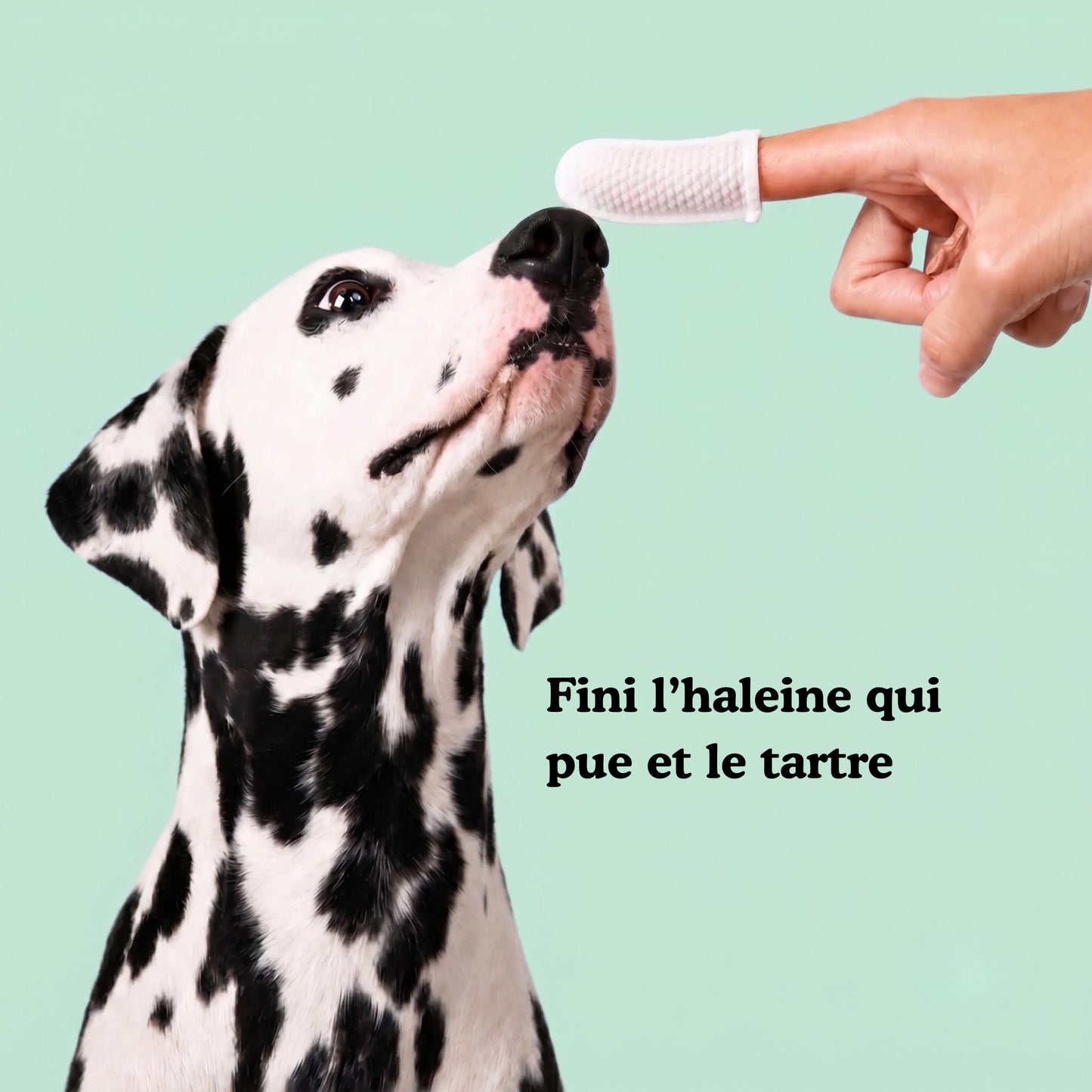 Lingettes dentaires pour chien & chat